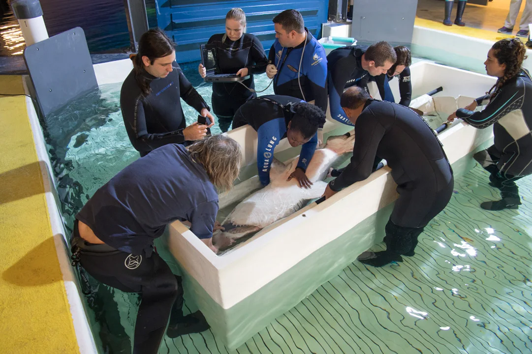 Sand tiger and sandbar shark move and health exams.