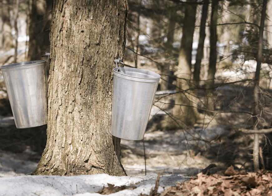 Experience Traditional Syrup Making Come Alive on Maple Sugar Day at Mueller Preserve