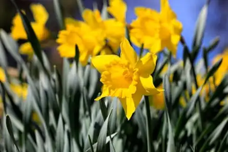 Harbinger of spring … cheerful Tenby daffodils.