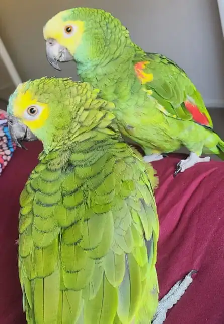 Two green Amazon parrots.