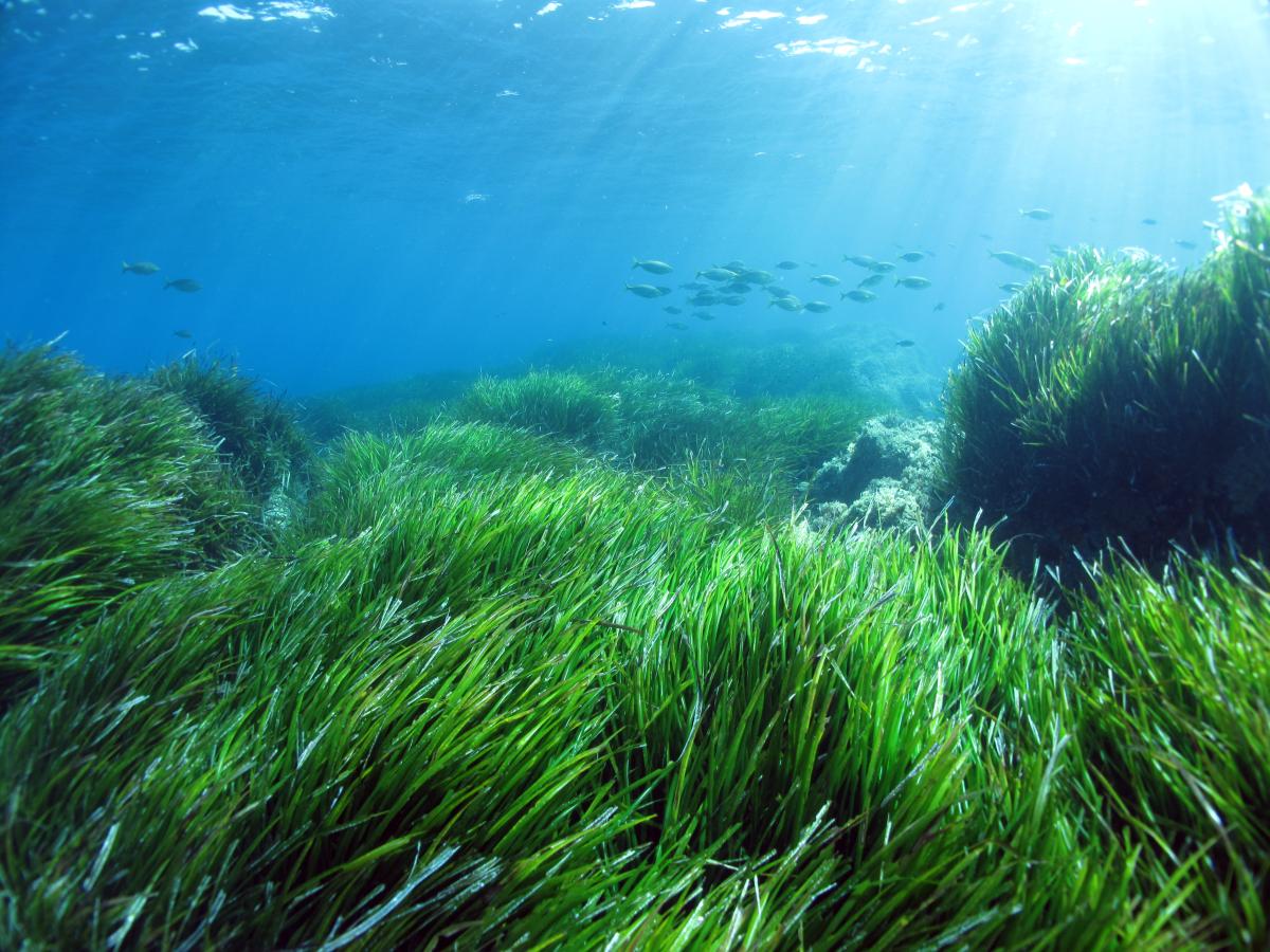 Advancing Coastal Conservation for Marine Life: Insights from the LIFE Programme’s Initiatives