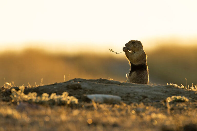 New trackers bring prairie dogs’ little-known underground life to light
