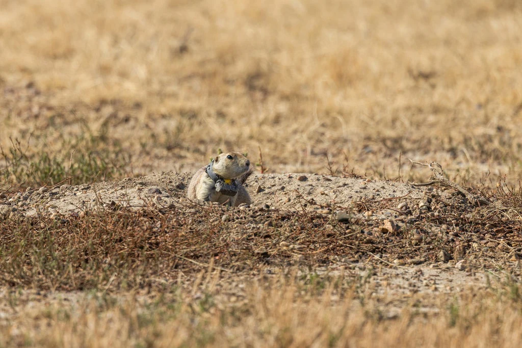 The tracker uses sensors, including accelerometers and magnetometers, and GPS technology to retrace the trajectories of the animals.