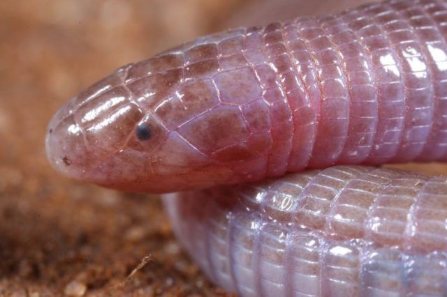 Exploring the Inner World of Real Creatures Resembling ‘Dune’ Sandworms
