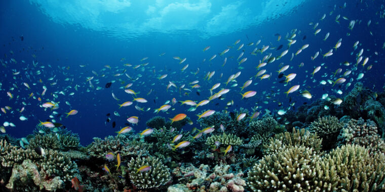 Revitalizing Coral Reefs Through Steel Frame Seeding
