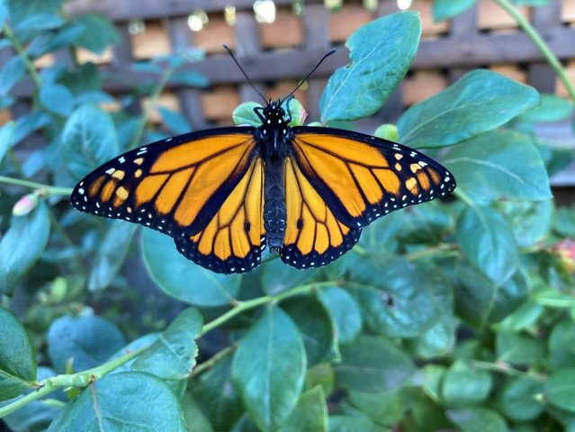 Exploring the Transformation Process: Caterpillars Evolving into Butterflies