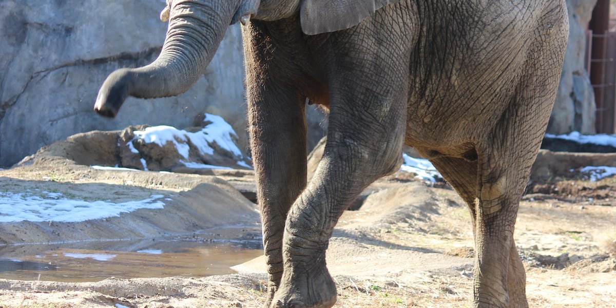 Kansas City Zoo Celebrates Recovery of African Elephant from Rare Virus”