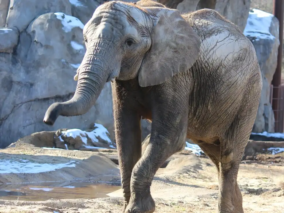 Zuri, the African elephant is recovering at the KCZoo.