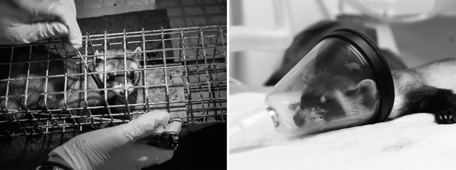 Diptych showing a black-footed ferret in a temporary trap prior to being vaccinated against sylvatic plague and a black-footed ferret