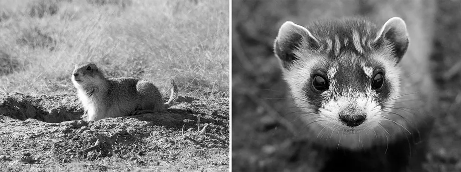 Diptych showing a black-tailed prairie dog and a black-footed ferret in northern Colorado.