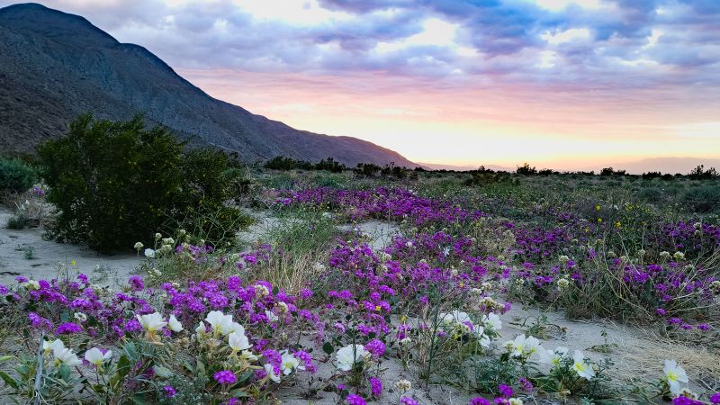 Springing to Life: California’s Superbloom Unfolds with Promise