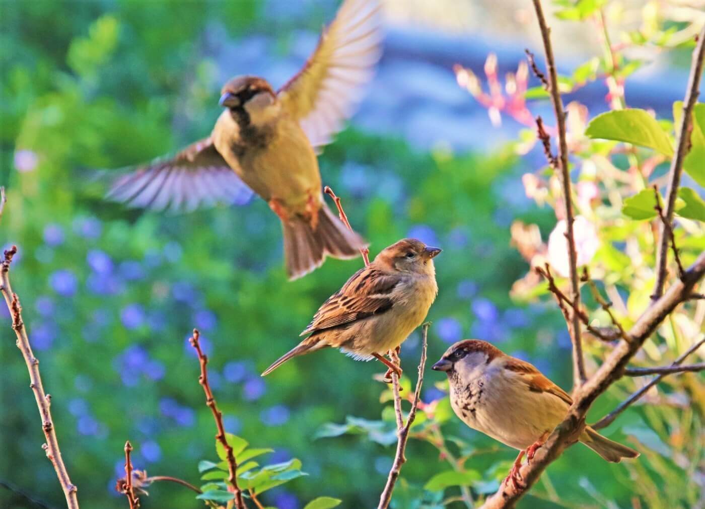 Free Birds: The Wonderful Life of Sparrows Outside Laboratories