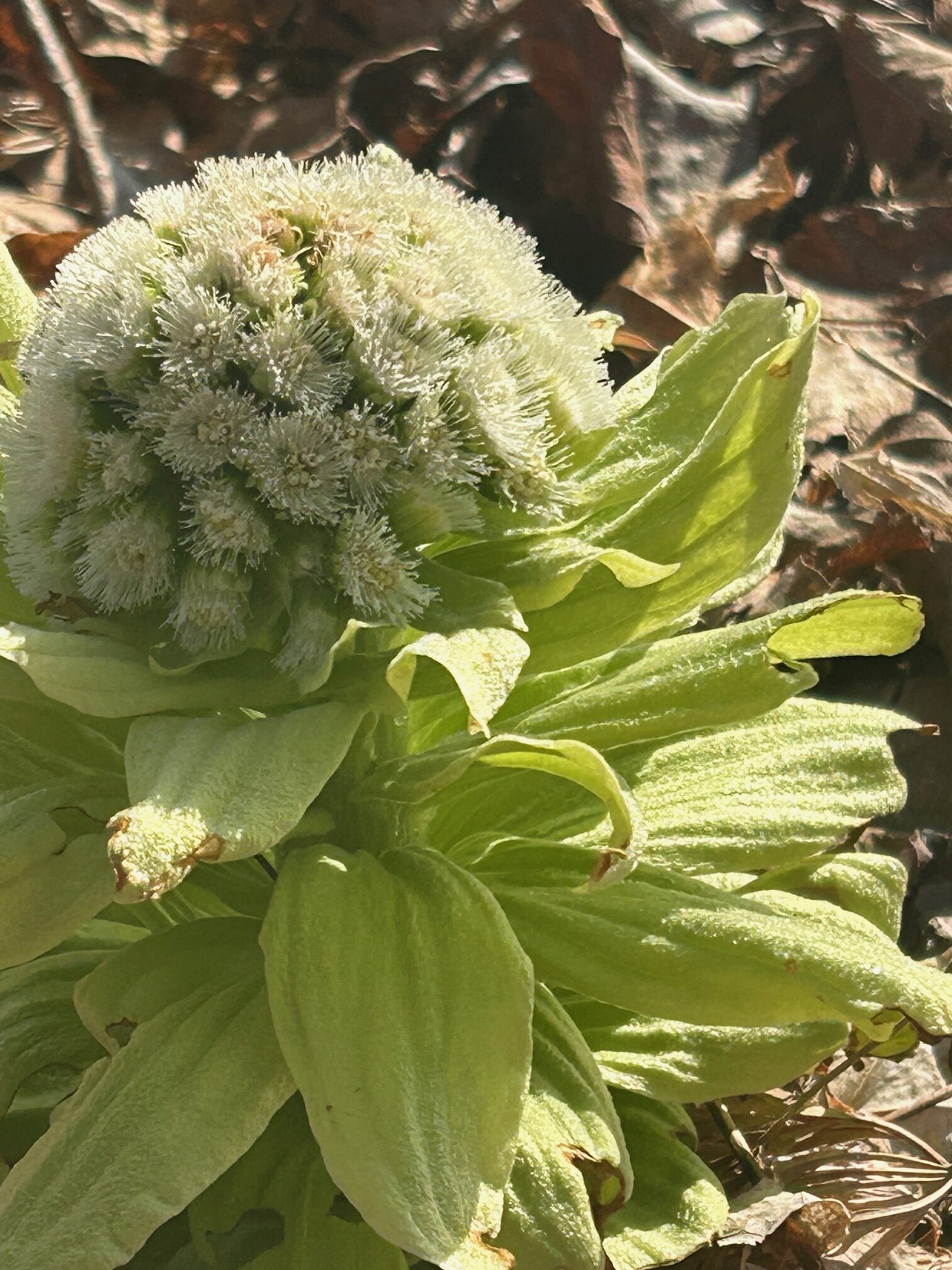 THE SELF-TAUGHT GARDENER: Signs of life