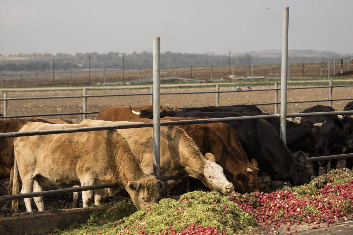Surviving Against Odds: Abandoned Farms in Israel’s Evacuation Zone
