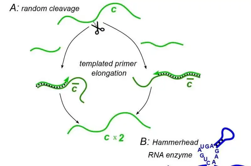 Random cleavage model. A random break in a chain of type c generates two primer fragments, which are elongated to give rise to two chains of type c. Credit: (2024). DOI: 10.7554/eLife.91397.2 Model suggests how ancient RNA may have gained self-cutting ability essential for life