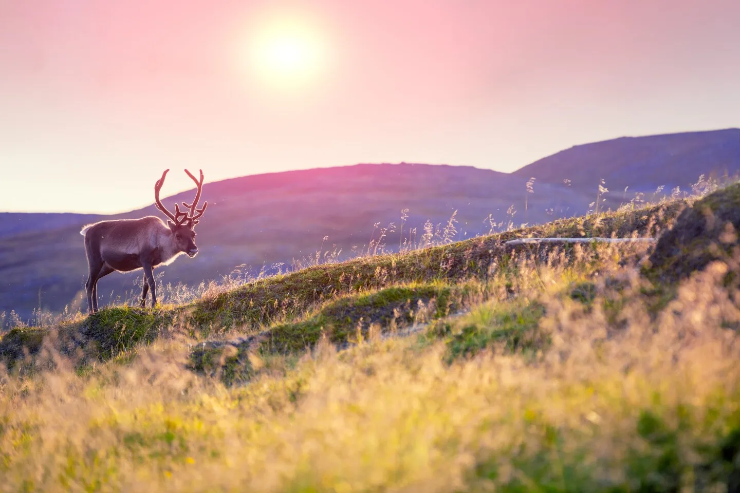 Reindeer grazing in a meadow during sunset