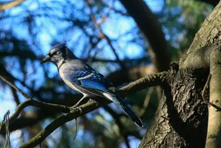 Bird on a branch