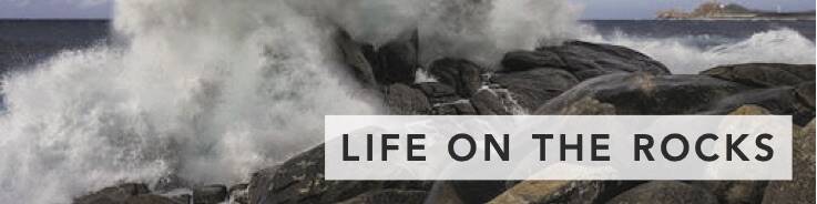 Spring Symphony: Life on the Rocks in The San Juan Islands