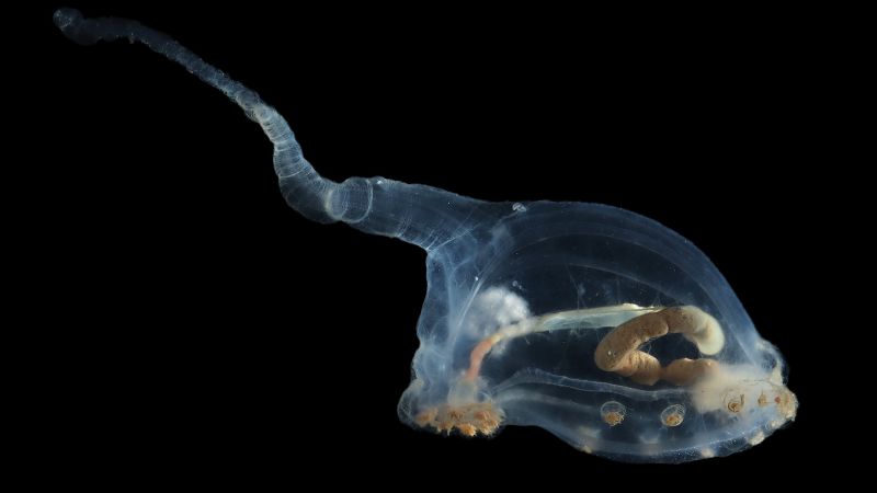 Stunning images of ocean life in proposed deep-sea mining zone