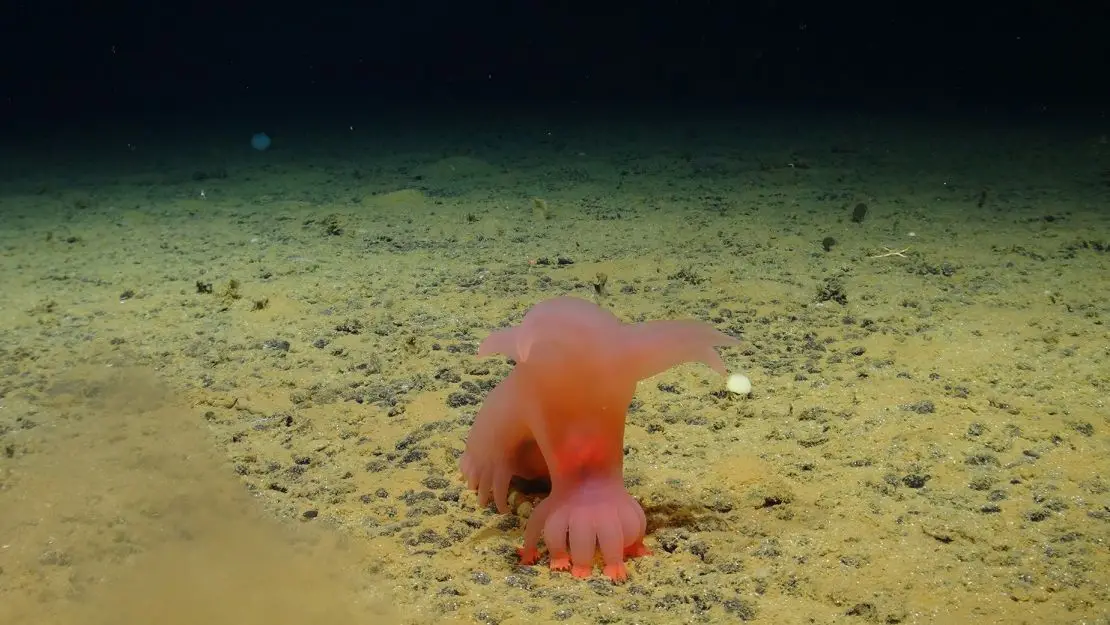 A Barbie-pink sea pig saunters along the seafloor.