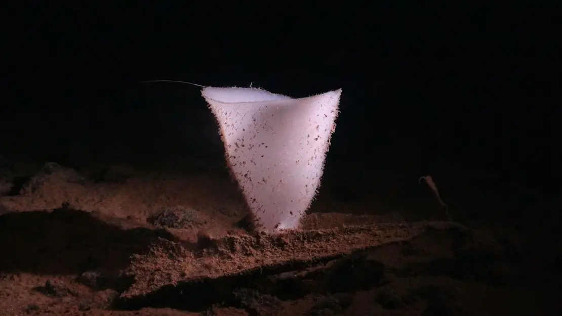 In extreme ocean depths, there is no sunlight and the temperature is around 35 F (1.5 C), but life-forms such as this glass sponge thrive.