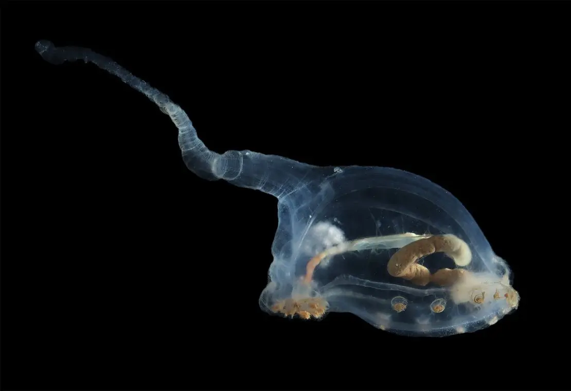 A transparent deep-sea creature called a unicumber.