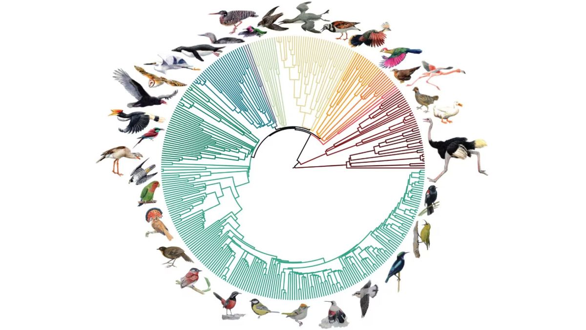 Constructing a Fresh Tree of Life for Contemporary Birds