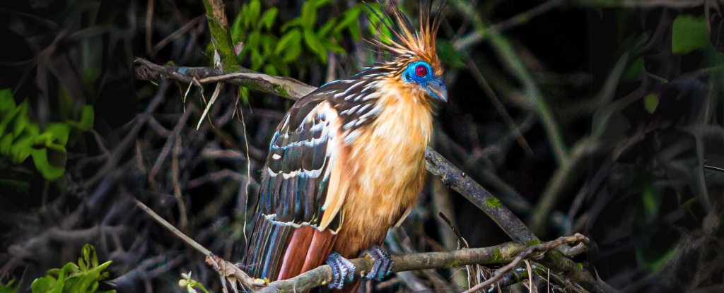 Unveiling the ‘Tree of Life’: Largest Bird Genome Study Reveals a Puzzling Mystery