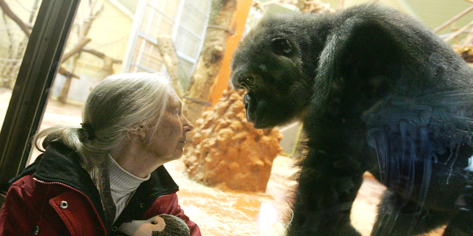 Exploring the Impact of Primatologist Jane Goodall Through Captivating Photographs