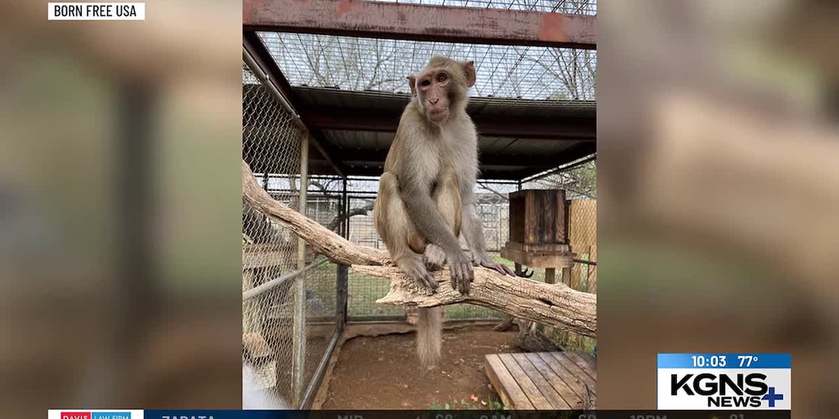 Rescued Monkey from Laredo Car Accident Thrives in Sanctuary
