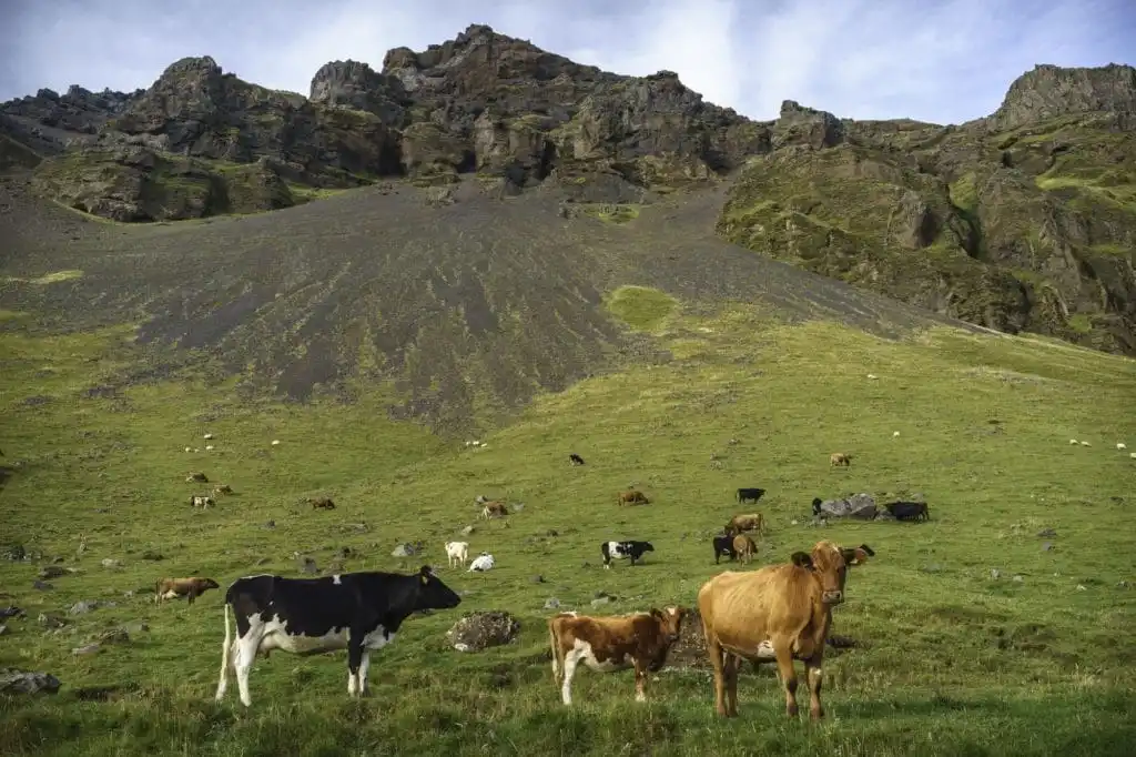 Eyjafjöll - Undir Eyjafjöllum Kýr á beit