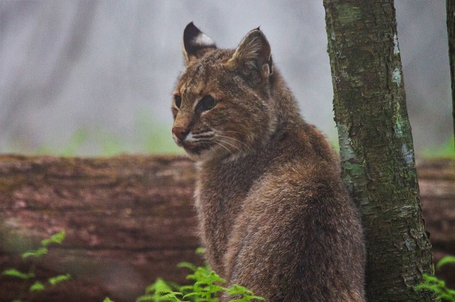 Photographer Mark Hendricks in the mountains of the Chesapeake