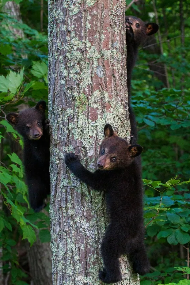 Black bear cubs climb a tree in Shenandoah National Park. (Mark Hendricks)