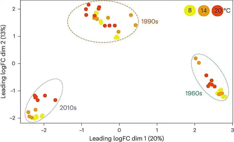 Multidimensional scaling plot displaying gene expression of the top 500 genes. Strains of S. marinoi from the 1960s, 1990s and 2010s in 8 °C (yellow), 14 °C (orange) and 20 °C (red). The temporal populations are highlighted by colored dashed lines. 1960s, green; 1990s, orange; 2010s, purple. Credit: Nature Climate Change (2024). DOI: 10.1038/s41558-024-01981-9 Researchers bring 60-year-old dormant algae cells to life