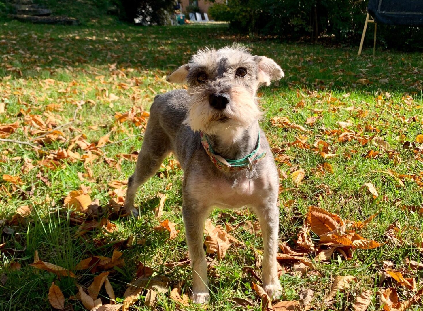 A Canine’s Role in the Symphony of Life