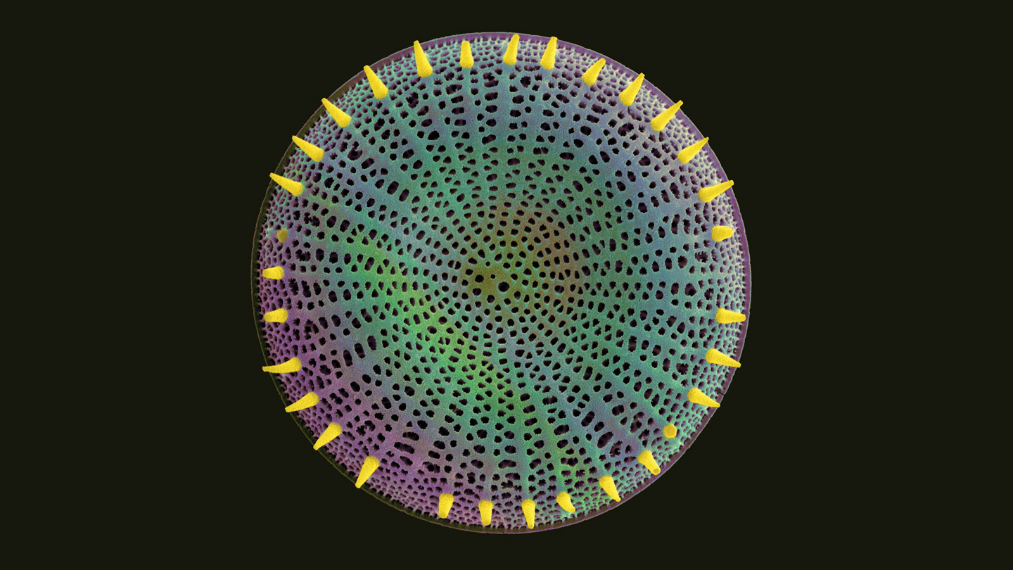 Unveiling the Peculiar Realm of Protists: Insights into Earthly Life