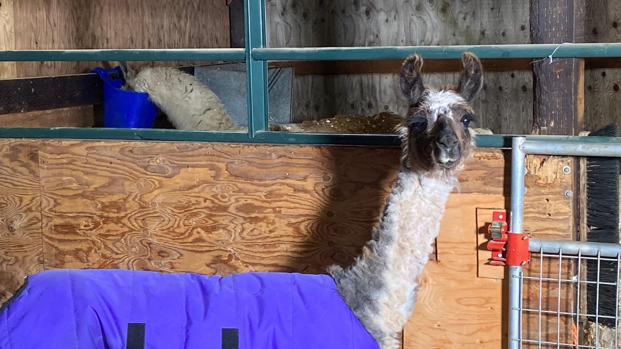 Rescued Spirited Llamas Adapt to Fresh Start at Pasado’s Safe Haven
