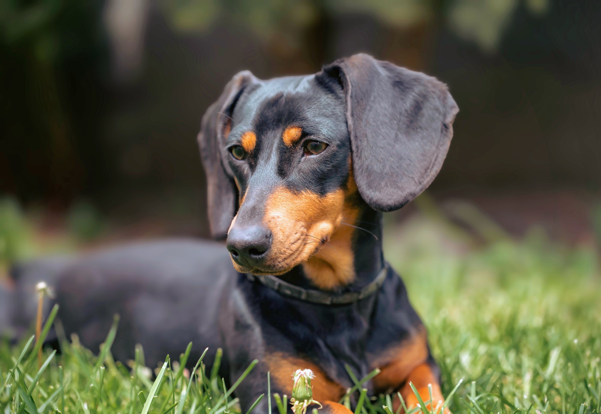 Prioritizing Health in Dachshund Breeding Practices for 2024