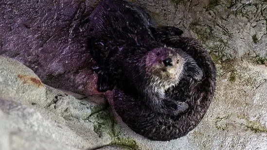 A sea otter looks up at the Aquarium of the Pacific in Long Beach, California, US. (REUTERS)