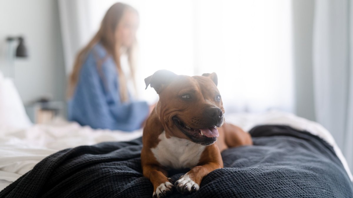 How My Staffordshire Bull Terrier Impacted My Romantic Relationship
