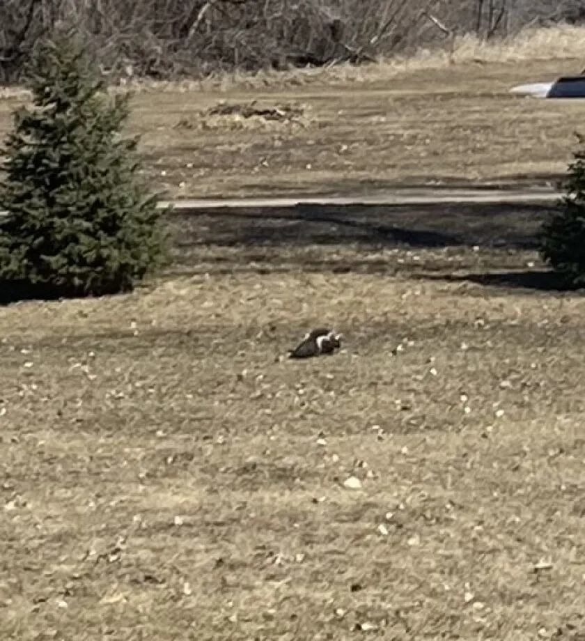 A skunk is in the grass between two evergreen trees.