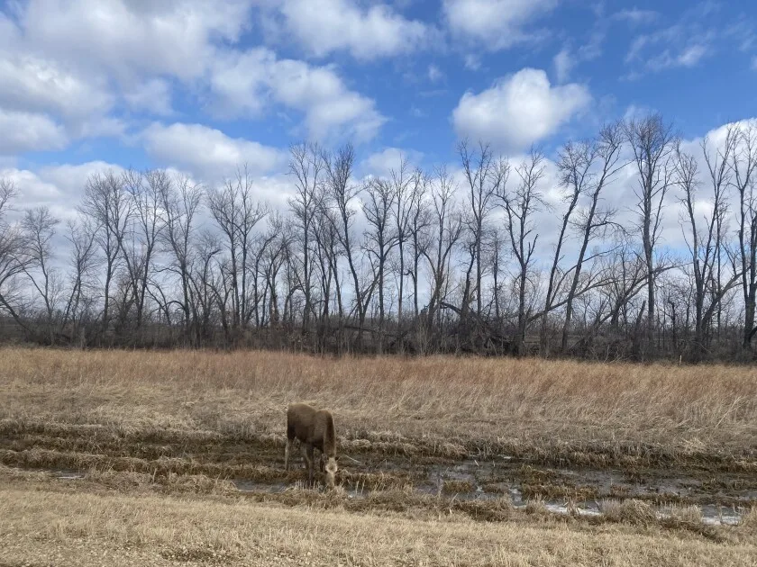 A moose drinks water in a swamp.