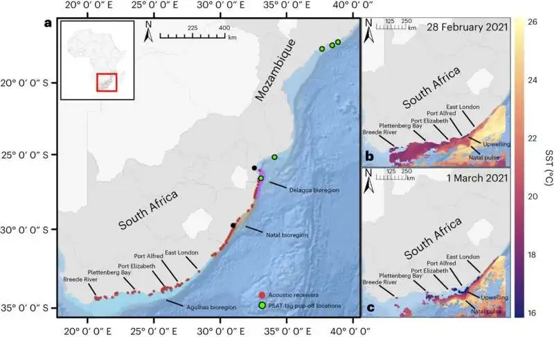 Climate-change-driven cold snaps threaten marine life