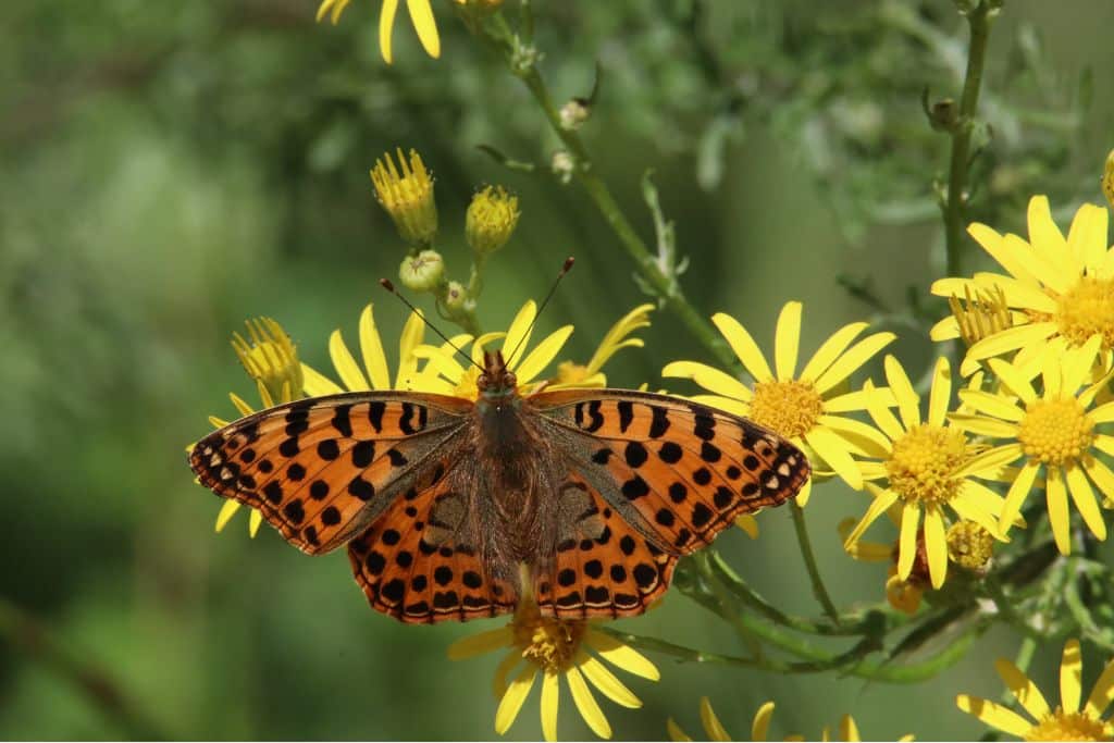 Unveiling the Vital Role of Taxonomy in Comprehending Life