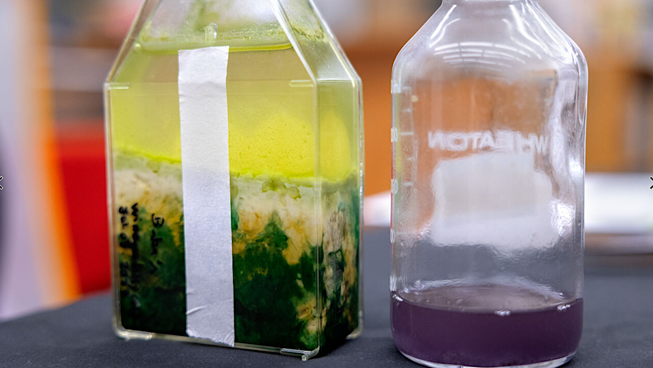Exploring Extraterrestrial Life: Purple, the New Green?
