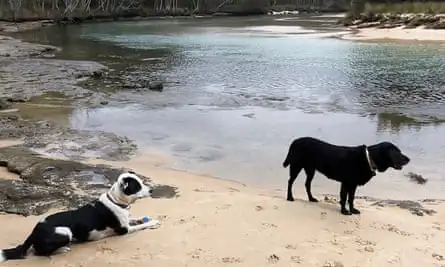 Paul Daley’s dogs Olive (left) and Ronda