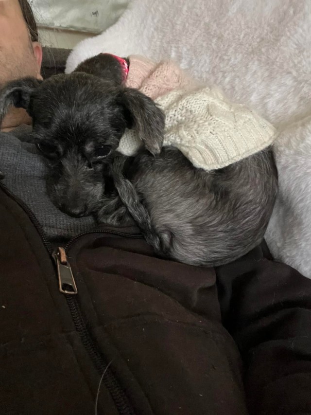 Wyandotte Resident Gives Dog a Fresh Start