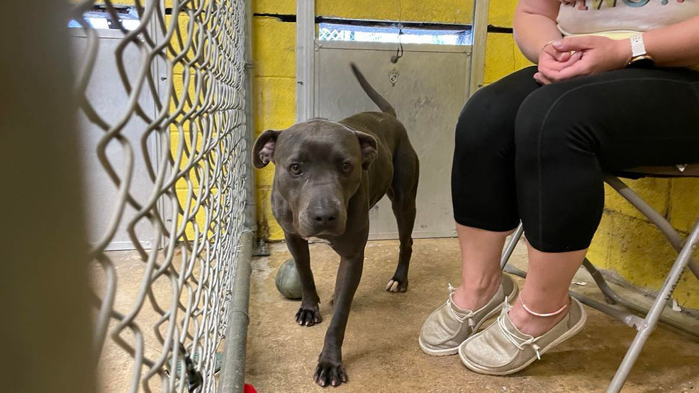 North Myrtle Beach Humane Society Hosts Unique Fundraiser to Highlight Shelter Challenges