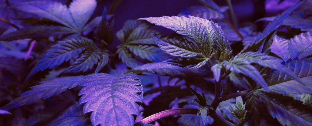 Exploring Extraterrestrial Life: Could Purple-Hued Plants Populate Alien Worlds?