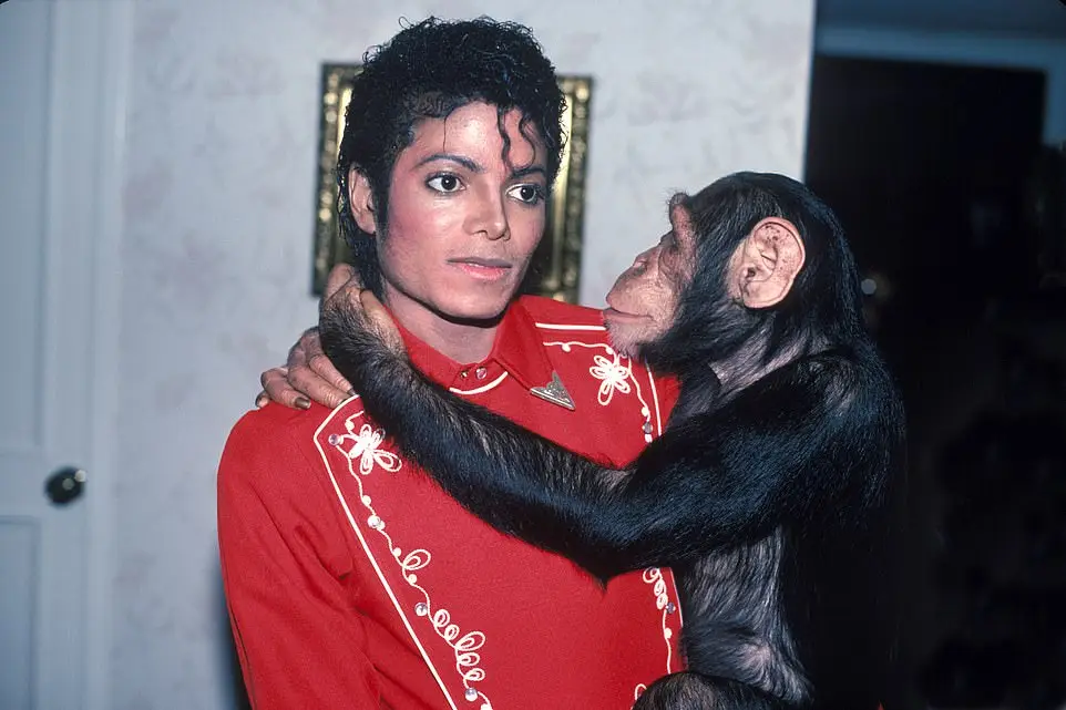 The petting zoo was brought back after the purchase and animals were reintroduced, although Michael's famous pet monkey Bubbles (pictured) has lived at the Center for Great Apes sanctuary in Florida since 2005